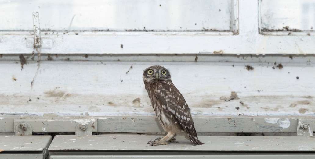 The Influence of Training and Development