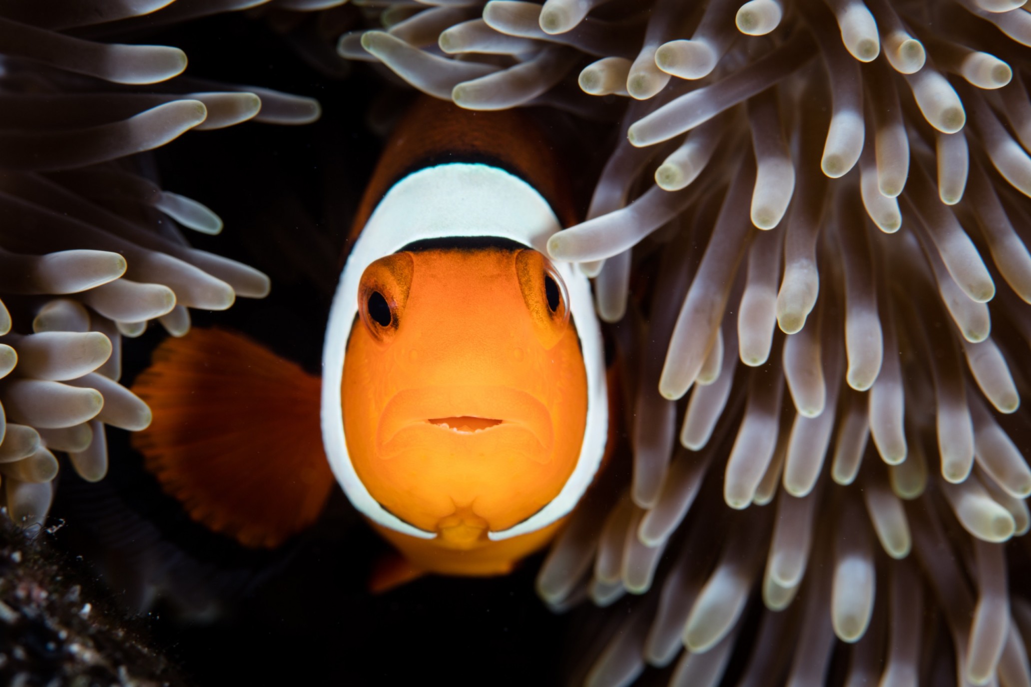 Clownfish-Symbiosis-With-Anemone-AdobeStock_114656038-uai-2064x1375.jpeg
